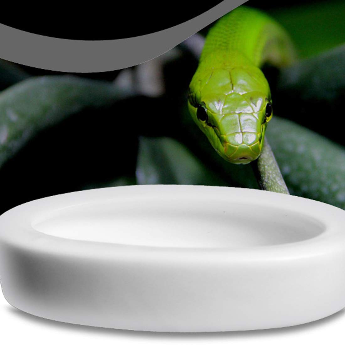 Reptilien Futternapf Harz Wassernapf Futter- Und Wasserschale Für Schildkröte Eidechse Gecko Chamäleon