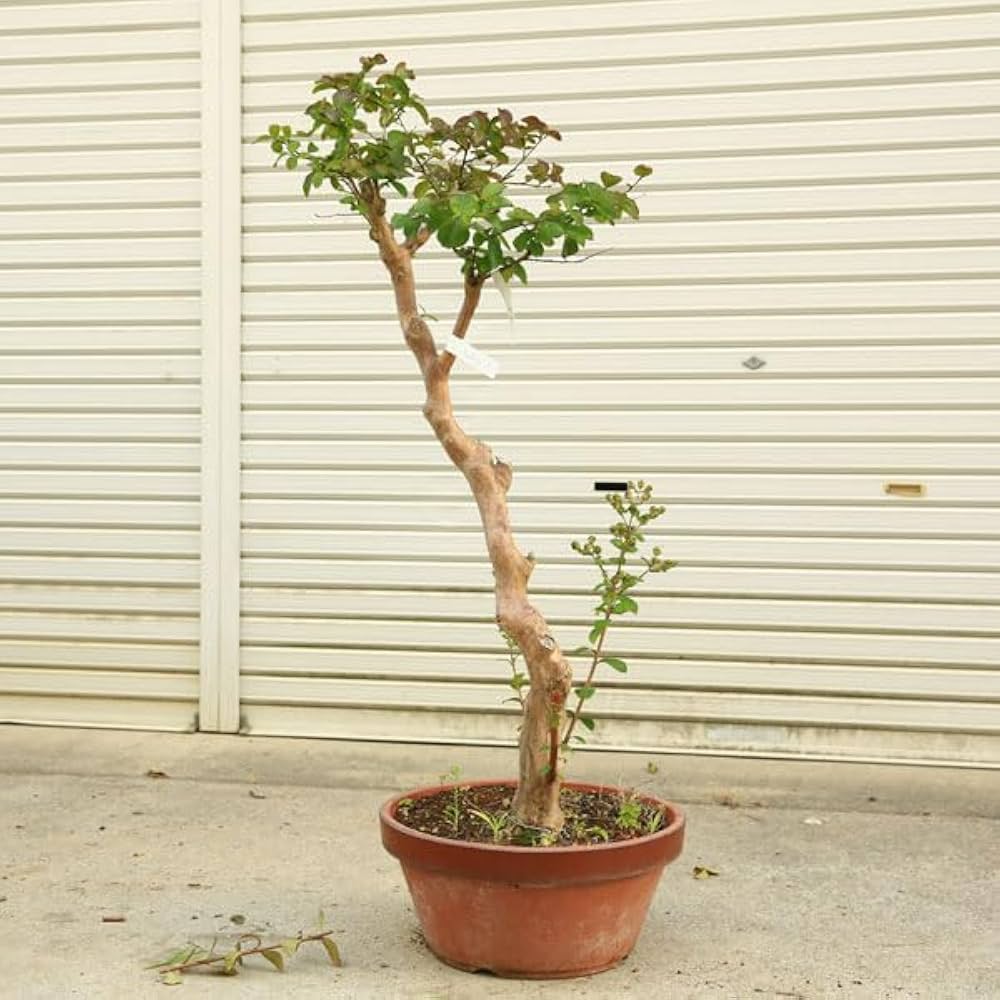 Amazon.co.jp: 庭木・植木・シンボルツリー：サルスベリ（百日紅