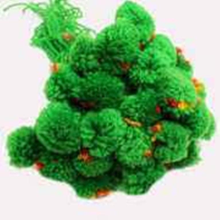 The Lovely Creations Ram Rakhi Pooja Rakhi Pompom Rakhi Soft Rakhi God Rakhi Raksha Bandhan Band Moli Bracelet (Set of 20) (Green) (B0B5S3TR8N) Amazon Price History, Amazon Price Tracker