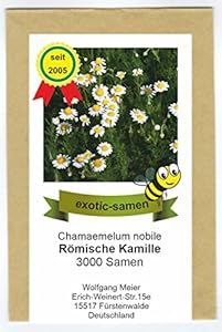 Exotic-Samen Römische Kamille Samen - 3000 Samen