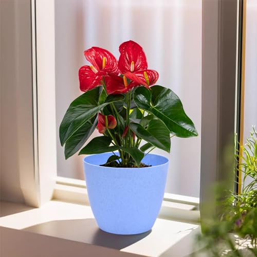 Image of Kuber Industries Pack of 6 Flower Pot | Flower Pot for Living Room-Office | Flower Planters for Home-Office-Lawns & Garden D?cor | Flower Planters Pots for Balcony | Marble Cool | 5 Inch | Blue