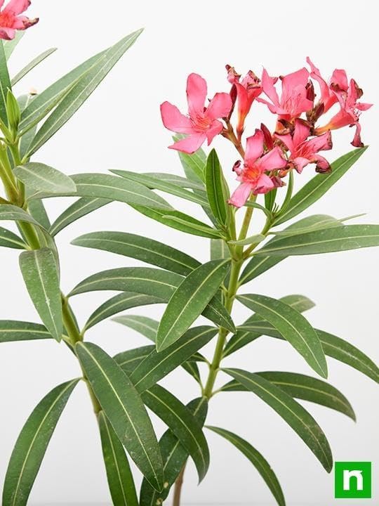 Image of Live Red Kaner Plant | Oleander Flowering Outdoor Shrub | Lal Kaner Flower Plant for Home Garden Terrace Balcony