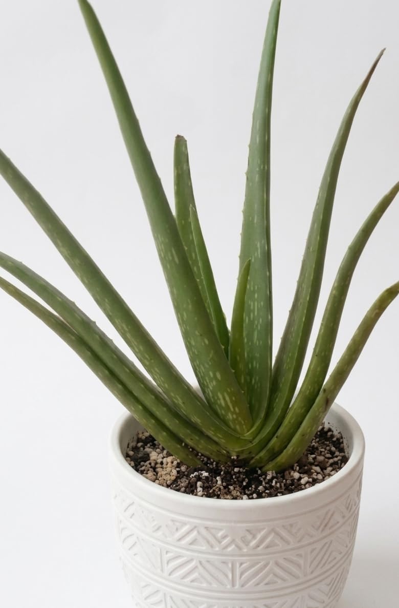 Aloe Vera Live Plant in White Ceramic Pot | Indoor Succulent, Low Maintenance, Decorative Pot, Air Purifying, Home Decor-image-22