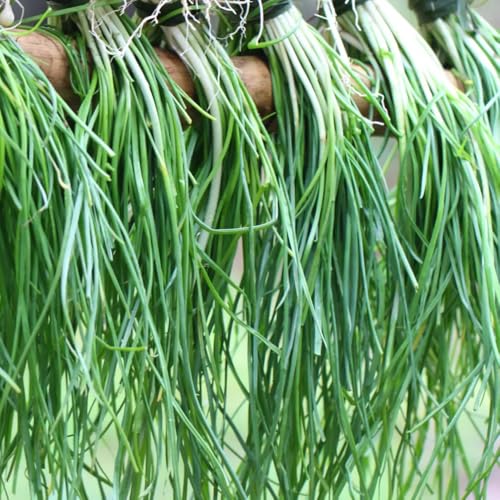 semillas de cebollino perenne resistente de jardín cebollinos cocina de jardín de resistentes, 200pcs
