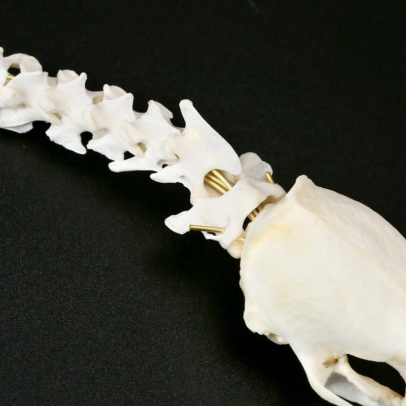 Image of Mink Skull Skeleton Frame, Natural Specimen, vertebrae, Handmade Copper Wire, Imitation Snake Specimen, Skeleton Gift Collection