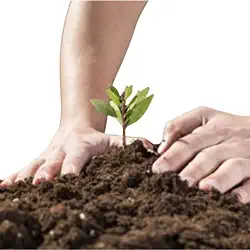 10 kg Terra Adubada para Plantas, Substrato Fértil para Jardinagem