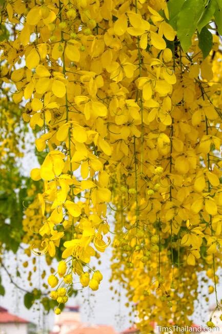 See full amazon price history chart for GreenCaart Golden Shower flower live Plant Healthy live plant Pack of 1 GreenCaart Golden Shower flower live Plant Healthy live plant Pack of 1 (B0BFYSJK5F) Amazon Price History, Amazon Price Tracker