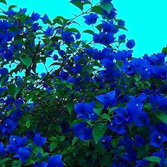See full amazon price history chart for OpLeaves Bougainvillea Live Plant Stunning Bougainvillea for Garden, Balcony, Terace (Blue Bougainvillea) OpLeaves Bougainvillea Live Plant Stunning Bougainvillea for Garden, Balcony, Terace (Blue Bougainvillea) (B0CPVWGRY9) Amazon Price History, Amazon Price Tracker