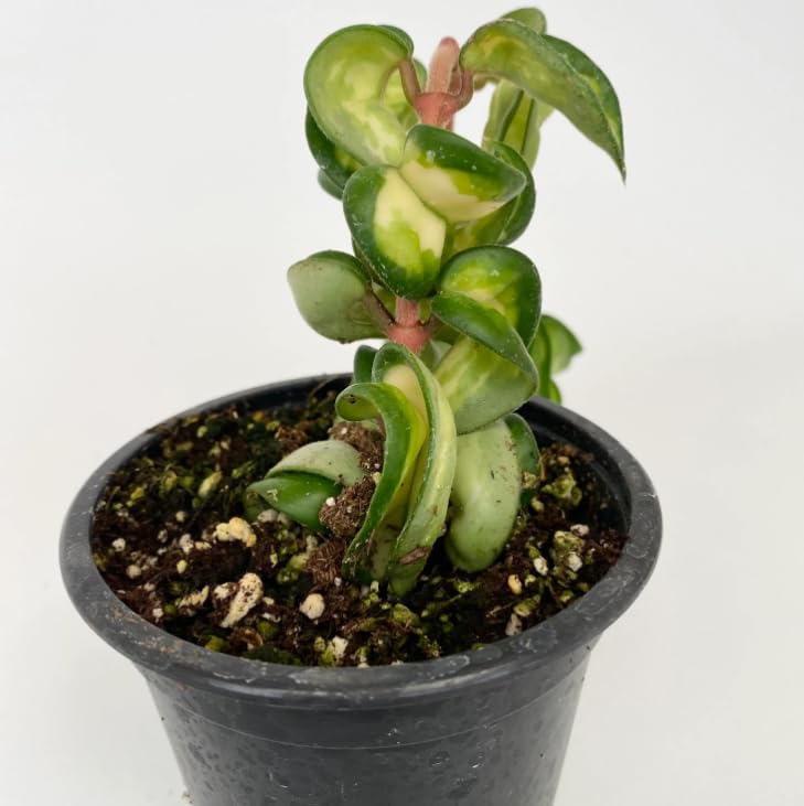 Hoya carnosa ‘Compacta Mauna Loa’ - Easy Care Trailing houseplant in 10 cm Pot