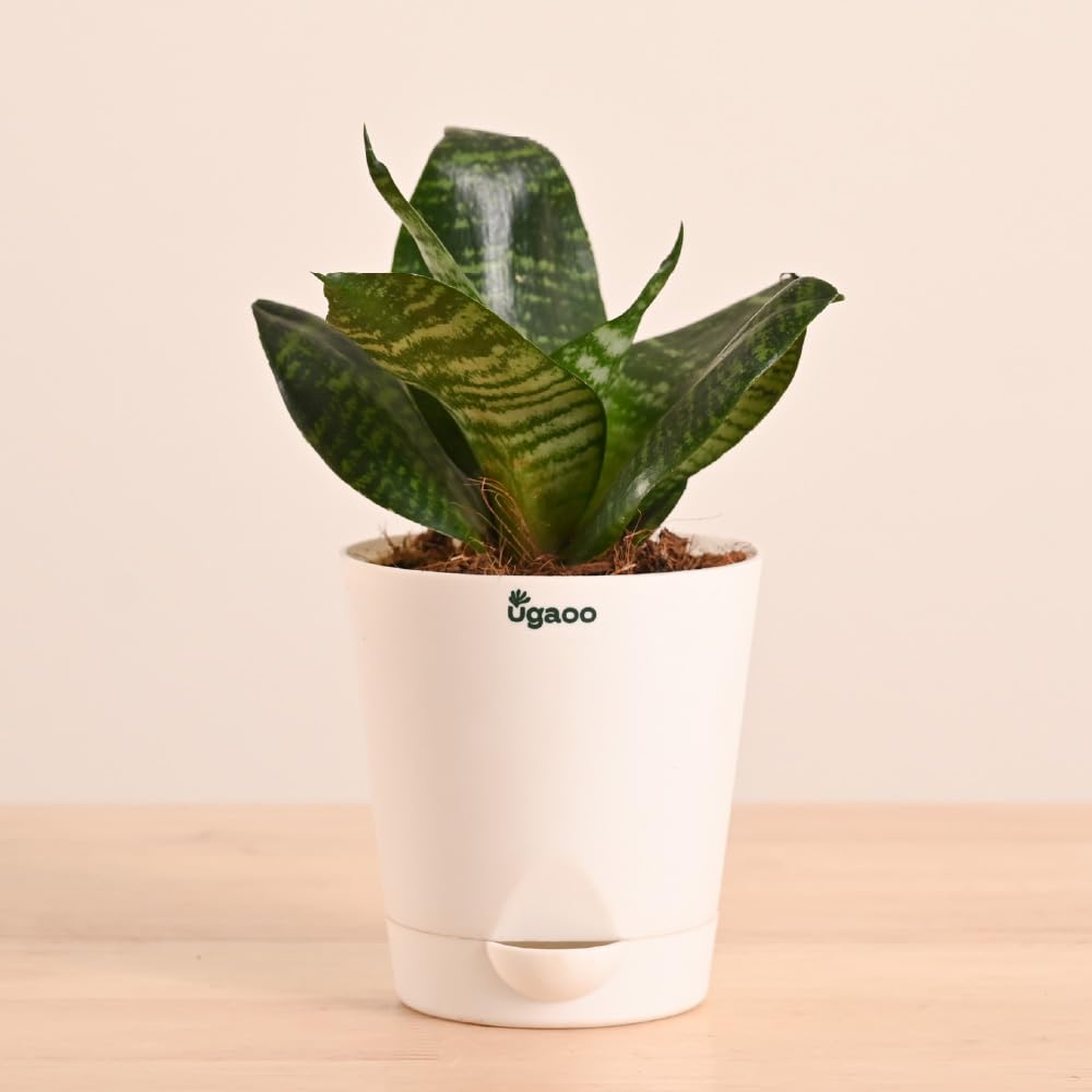 Ugaoo Sansevieria Green Air Purifier Snake Plant with Self Watering Pot-image-12
