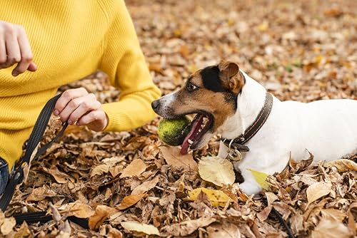 Canina Calcium Carbonat Pulver, 1er Pack (1 x 3.5 kg)