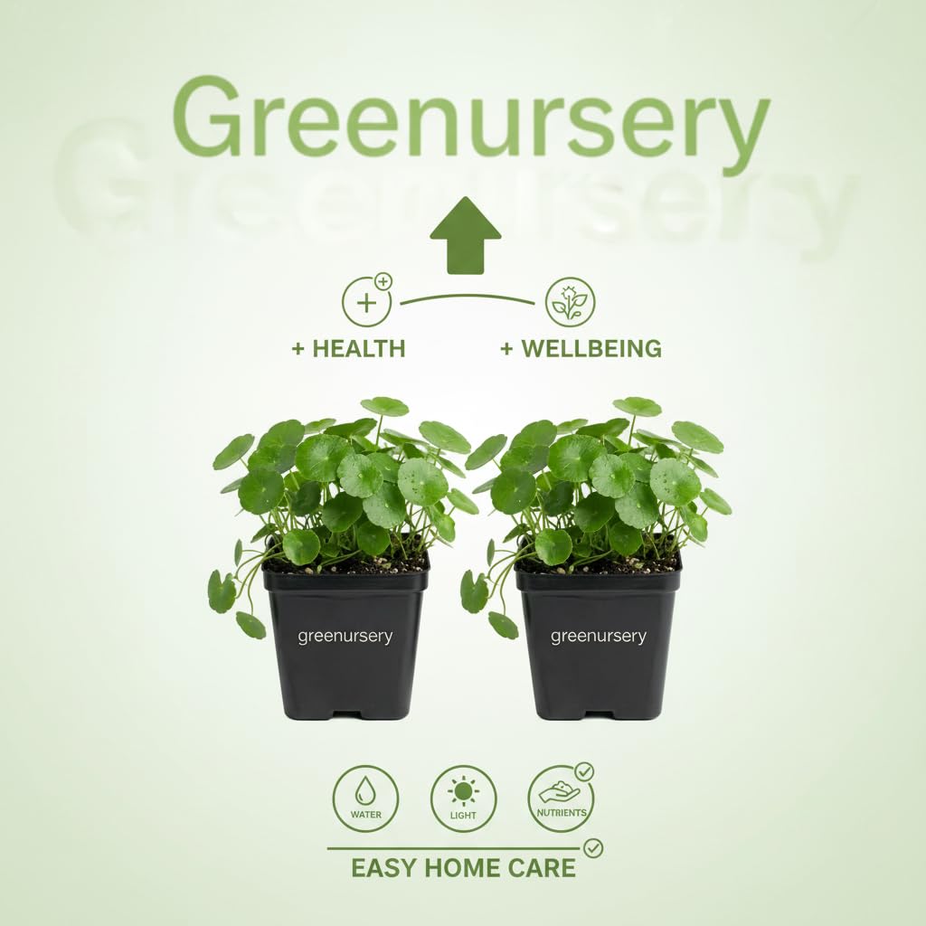 Greenursery Water Pennywort Indoor Plant for Home and Garden with Pot (Pack of 2) 1