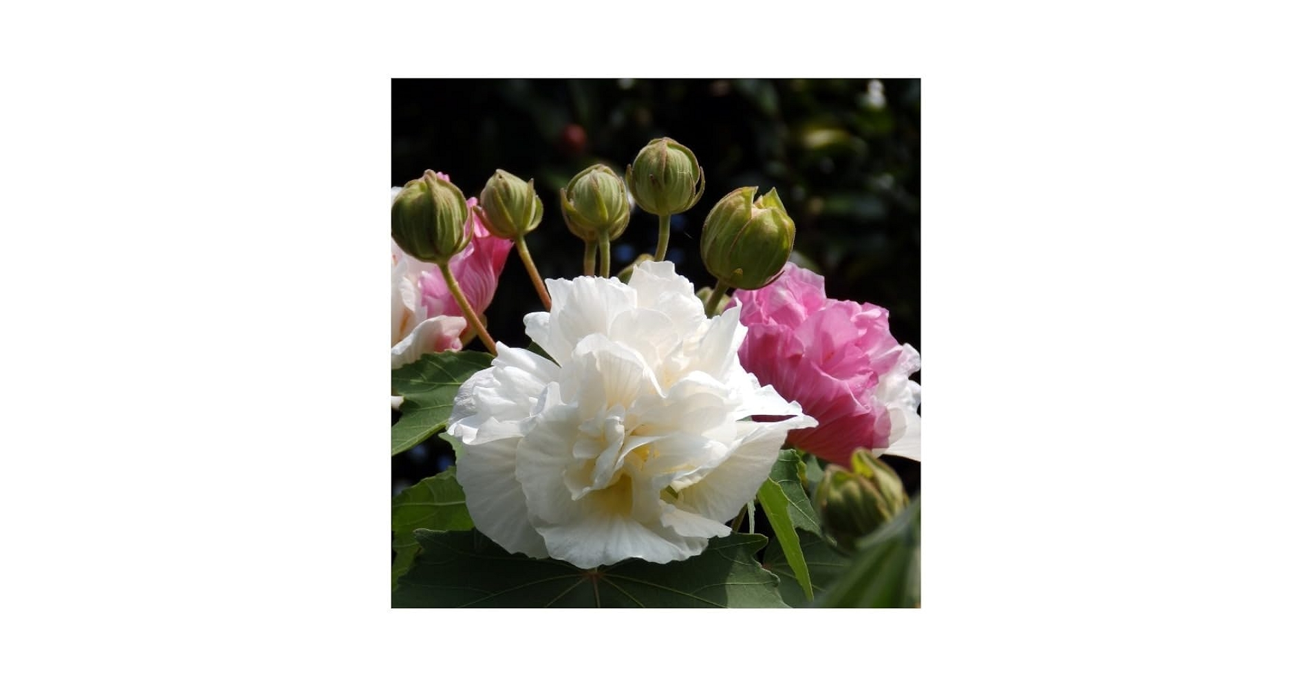 新品 清水なお子さん 芙蓉手花鳥文稜花鉢 2枚 新品 清水なお子さん 芙蓉手花鳥文稜花鉢 2枚 清水 なお子（