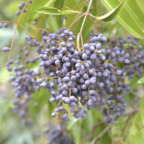 semi di ligustro - biologici antiche varietà esotiche rustiche giardino regali 60pcs