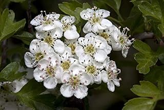 Elwyn 80pcs White Hawthorn Crataegus Monogyn Plant Seeds