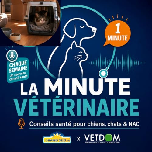 Le stress du chat lors d&rsquo;un d&eacute;m&eacute;nagement : comment l&rsquo;aider ?