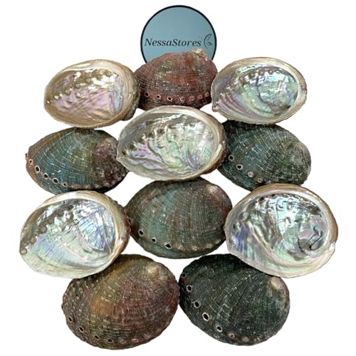 NESSASTORES - Red Abalone Sea Shell One Side Pulido Playa Artesanía 2" - 3" #JC-020 (50 piezas)