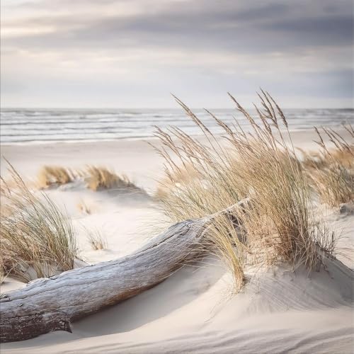 artissimo Glasbild 30x30 cm Strand und Meer Treibholz in den Dünen AG5606A – Bild aus Glas...