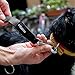 vitazoo Hundeleine in schwarz 2mx2,5cm, stabil und in 3 Längen verstellbar – auch als Führleine für große Hunde geeignet – bissfeste Welpenleine, Dog Leash