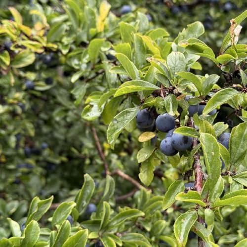Page de couverture de Foraging recipes