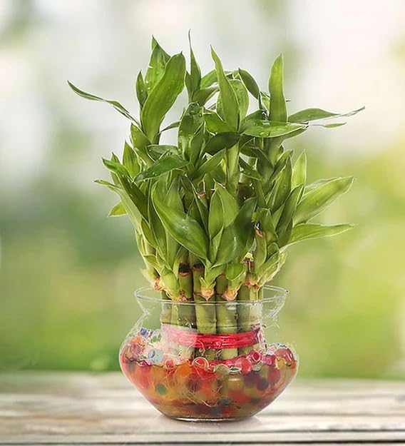 Two Layer Lucky Bamboo Plant with Pot and beautiful colourful ston (B0BTZX2CMQ) Amazon Price History, Amazon Price Tracker