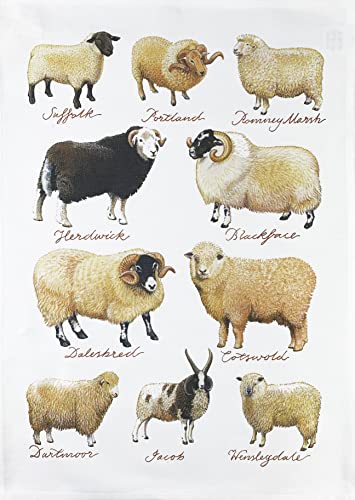 Half a Donkey Collection of Hand Drawn Sheep Large Cotton Tea Towel