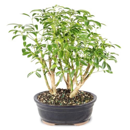 Brussel's Hawaiian Umbrella Bonsai - 3 Year