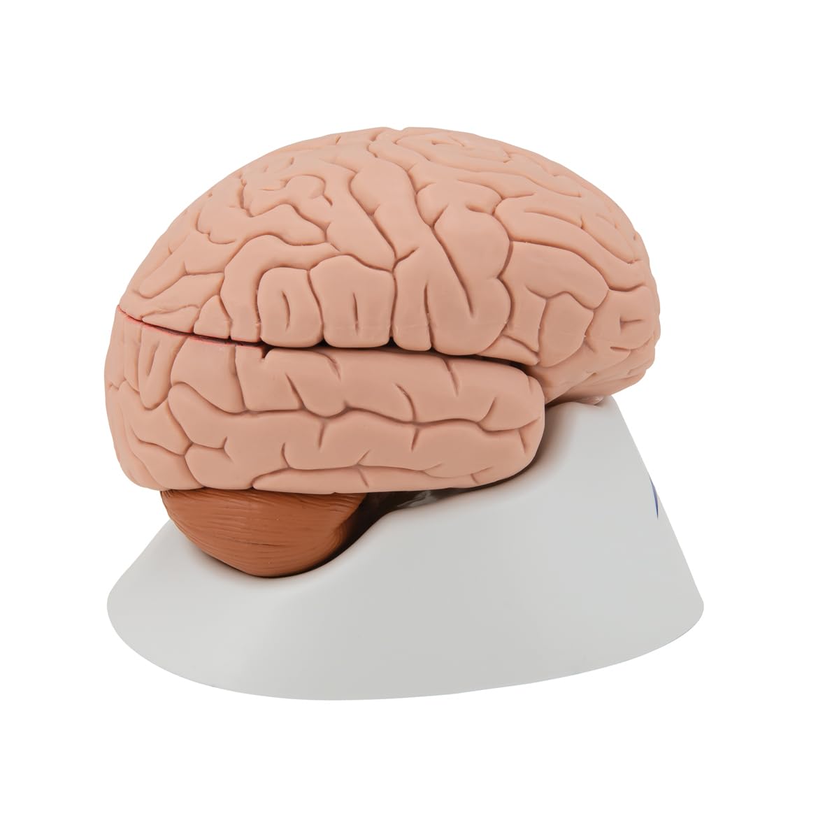 3B Scientific C16 Encéfalo Clásico, desmontable En 4 Piezas + App de anatomía gratuita - 3B Smart Anatomy