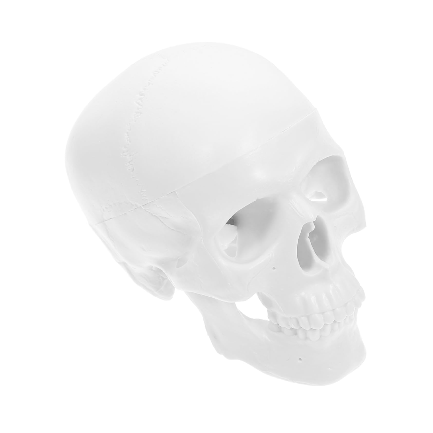 ABOOFAN Modèle Anatomique du Crâne Humain Réaliste en Plastique Blanc Mâchoire Mobile, pour Étudiants et Décoration de Bureau