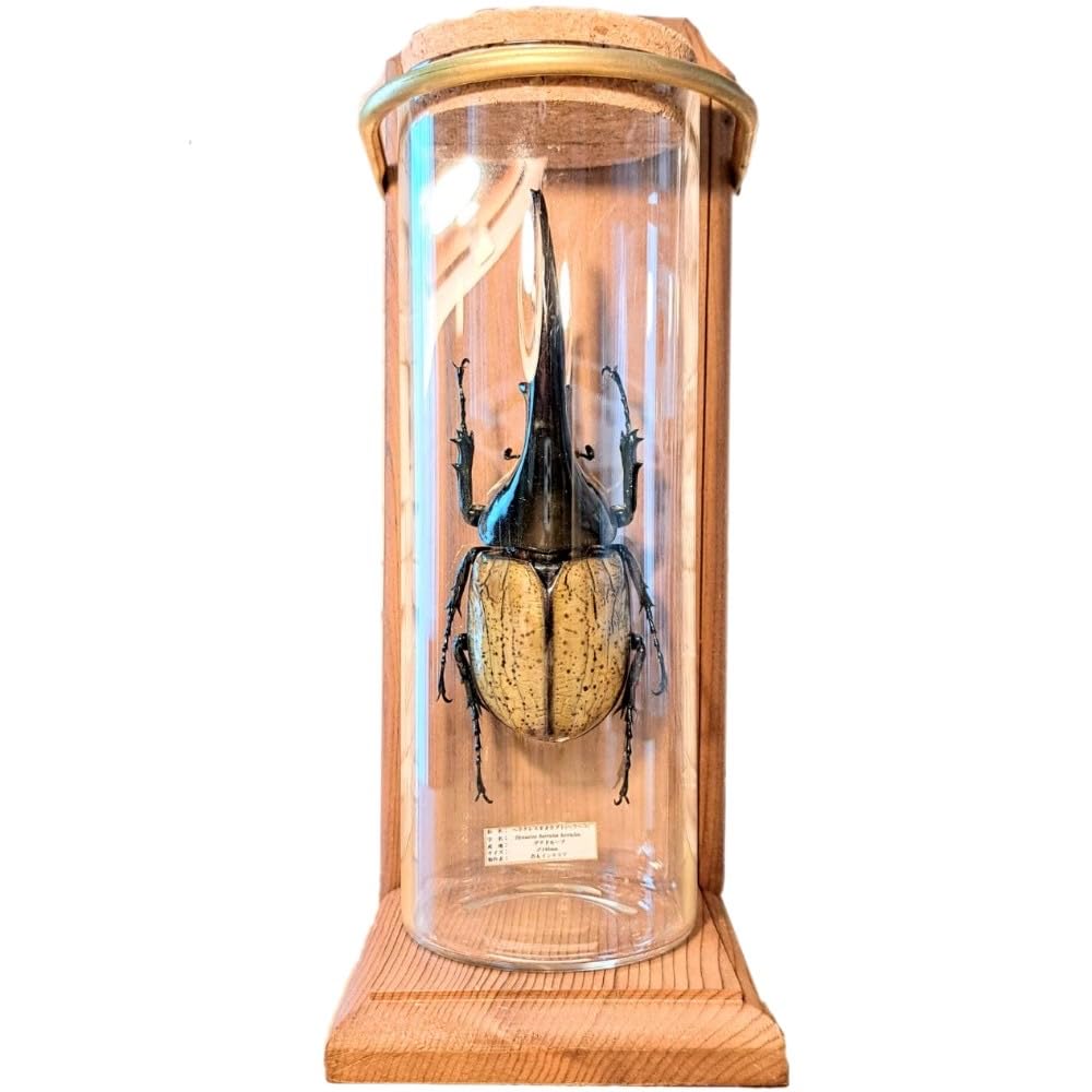 【美品】昆虫標本 甲虫 オブジェ 標本フレーム 木製 インテリア　カブトムシ Amazon | カブトムシ、クワガタを専門とする甲虫 標本 インテリア
