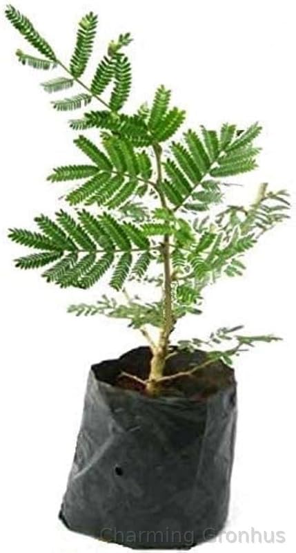 Charming Gronhus Live Real Live Sani dev Sammi, Plant For Pooja end Medicine Plant,Sammi Ka Podha With Black Plastic Pot (B0CQWM2NXJ) Amazon Price History, Amazon Price Tracker