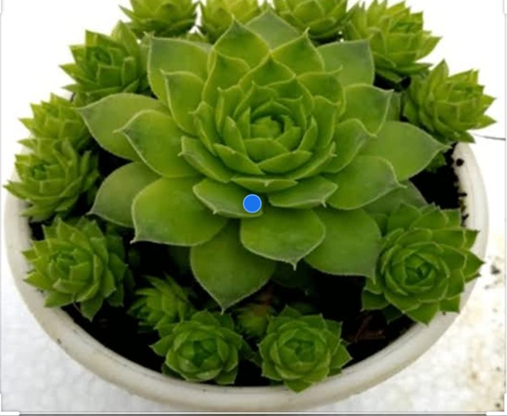Bhajanlal Greenery Lakshmi Kamal Succulent Plant with Pot (B099WZ2PP9) Amazon Price History, Amazon Price Tracker
