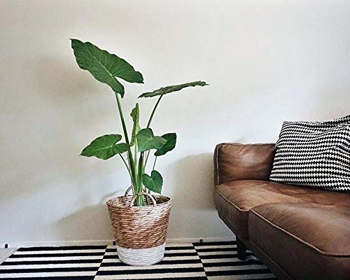 3 Giant Elephant Bulb Super Large Tropical Leaf Plant Edoe Taro Corm Fast Grow