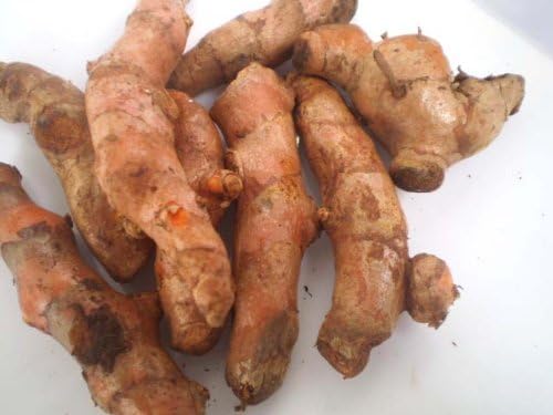 Fresh Yellow Turmeric Root (5kg.)