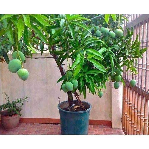 Mphmi Plantslive outdoor Mango Tree (Kesar, Grafted) - Plant (B09NBJL97P) Amazon Price History, Amazon Price Tracker