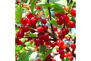 Starter Plant Fruiting Red Nanking Cherry Trees Live Plants