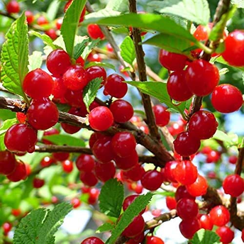Votaniki Starter Plant Fruiting Red Nanking Cherry Trees Live Plants - Dwarf Cherry Tree Tart Cherry Fruit Tree Bush Cherry Plants Live Dwarf Fruit Trees - Live Fruit Plants Cherry For Planting #TOP15