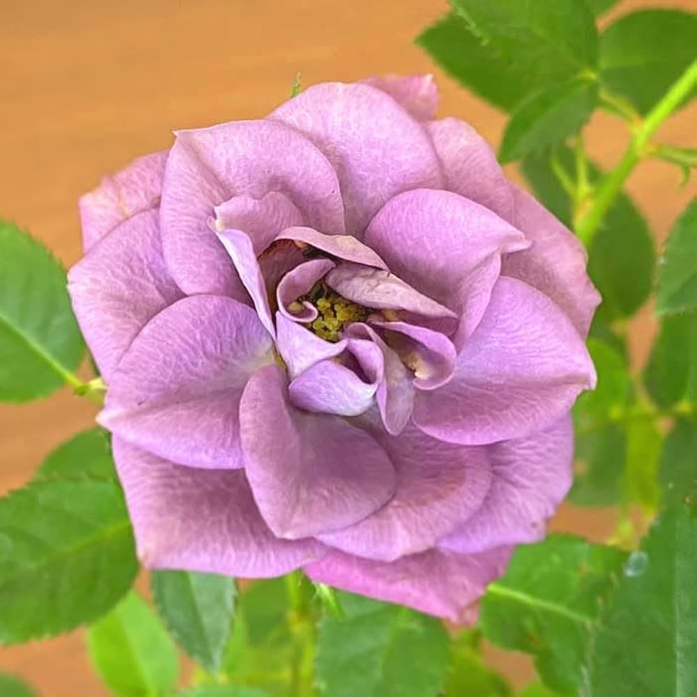 特大✿原種ガーベラ苗朱色　✿希少な花　✿可愛い✿ 特大✿原種ガーベラ苗朱色 ✿希少な花 ✿可愛い✿