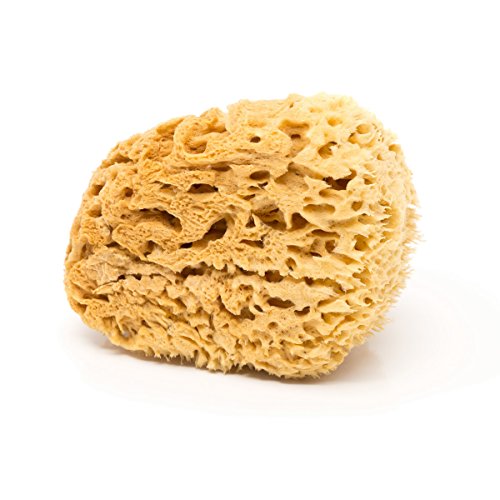 BodyCare Esponja Natural de 11-12,5cm. Stilo "Honeycomb", La Más duradera. Calidad Absoluta. Biodegradable. 
