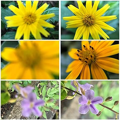 Miniatura 4 de Filtro de lente magnético 2023 lente cardán cámara macro lente para DJI Osmo Accesorios de reemplazo de bolsillo