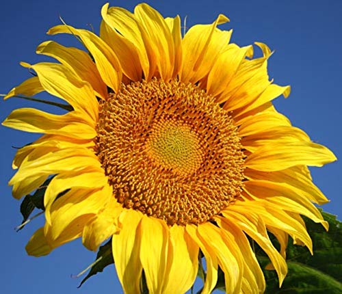 50 Mammoth Grey Stripe Sunflower Seeds For Planting. Non Gmo And Heirloom 5 Grams Of Seeds Helianthus Annuus Flower Annual Harvested In Usa For Planting #TOP8