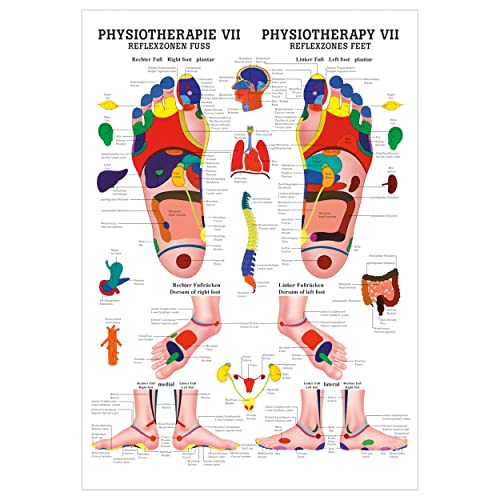 Sport-Tec Reflexzonen Fuss Poster Anatomie 70x50 cm medizinische Lehrmittel