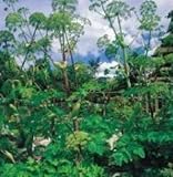 Portal Cool Graines d'herbes - Angelica - 500 graines