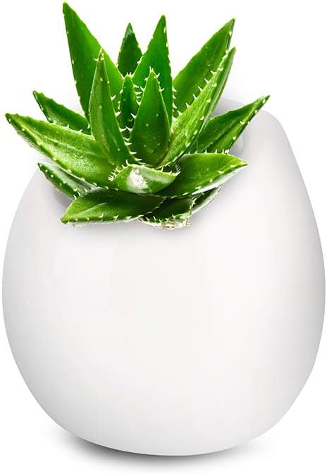 Ceramic Wall Planter, Mini White Wall Mountable Flower Plant Vase, 4 Inch Modern Round Hanging or Freestanding Succulent Pots(Bottom Drain Hole, Matching Hole Plug),YISEEK