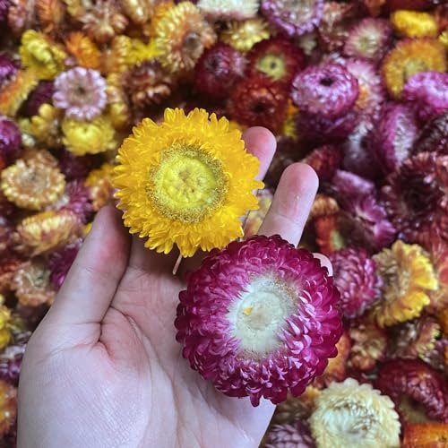 AIYONG ca. 150 Stück Köpfe Naturgerbera, echte Sonnenblumen Chrysanthemen, Getrocknete Blumenköpfe, Trockene Blumenköpfen, Kunsthandwerk Blumendekor, für Boho-Zuhause, Bastelarbeiten
