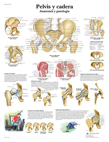 3B Scientific VR3172L pelvis et hanches imprimé sur papier