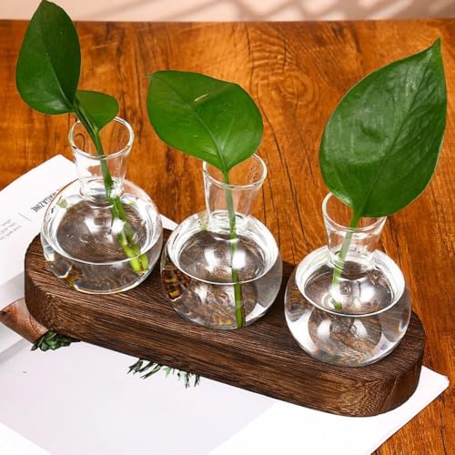 Jarrón de cristal de alta transparencia para cultivo hidropónico y decoración de diseño 7