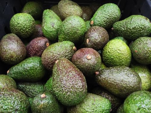 Image of ONE AVOCADO FRUIT PLANT HYBRID ORGANIC OUTDOOR GARDEN LIVE GRAFTING TREE | 24