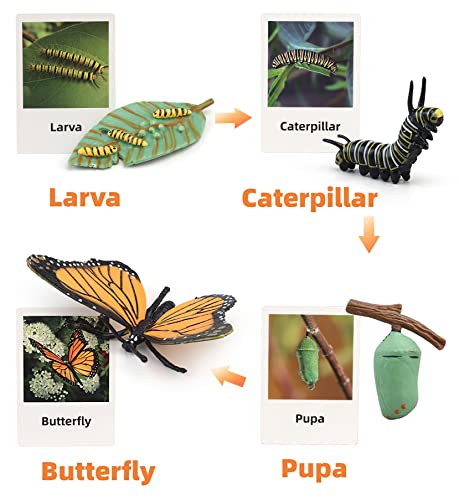 Montessori Life Cycle Animal Figures with Flash Cards, Realistic Animal Plant - Bild 23 von 71