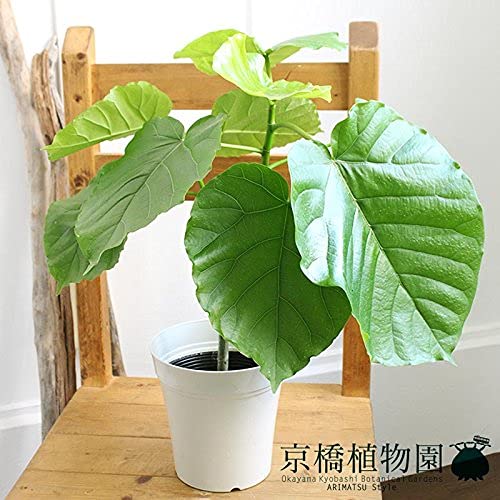 Amazon｜【ハートリーフ】ウンベラータ 5号｜観葉植物 オンライン通販